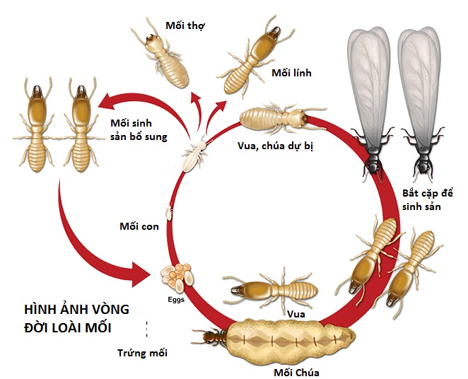 Diệt mối tận gốc tại bình dương