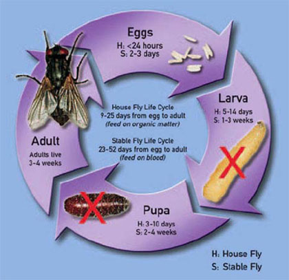 Ruồi nhà và một số biện pháp phòng chống