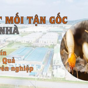 Dịch vụ diệt mối giá rẻ uy tín tại bình dương