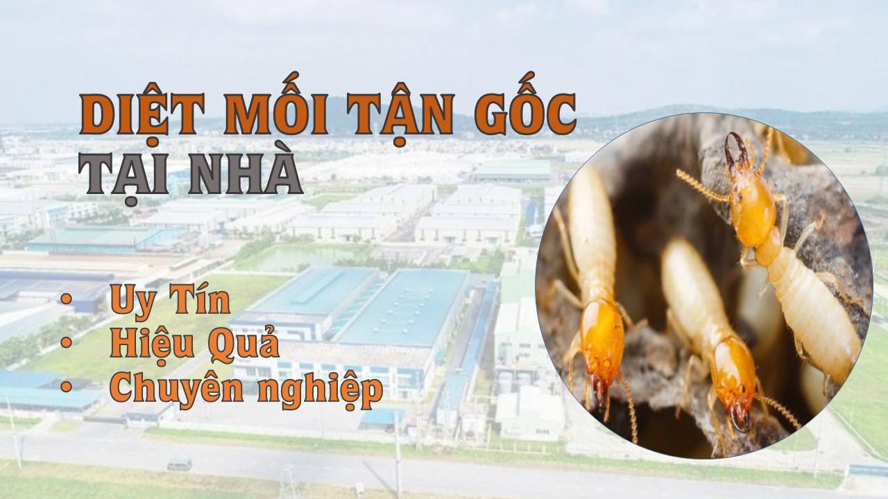 Cách diệt mối tận gốc thông dụng nhất